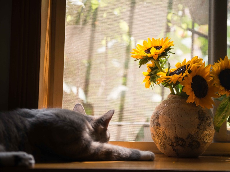 Macskabiztos szúnyogháló javítás Macskabiztos szúnyogháló javítás